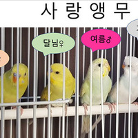 한지이야기의 귀염둥이들 사랑앵무 이야기 