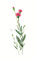15.들꽃문양  <br> 300*390mm(총2컷) <br> 그림1개당 180*300mm 