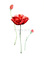 25.들꽃문양  <br> 300*390mm(총2컷) <br> 그림1개당 180*300mm 