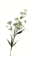 33.들꽃문양  <br> 300*390mm(총2컷) <br> 그림1개당 180*300mm 