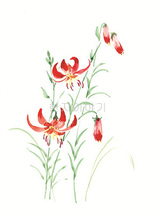 20.들꽃문양  <br> 300*390mm(총2컷) <br> 그림1개당 180*300mm 